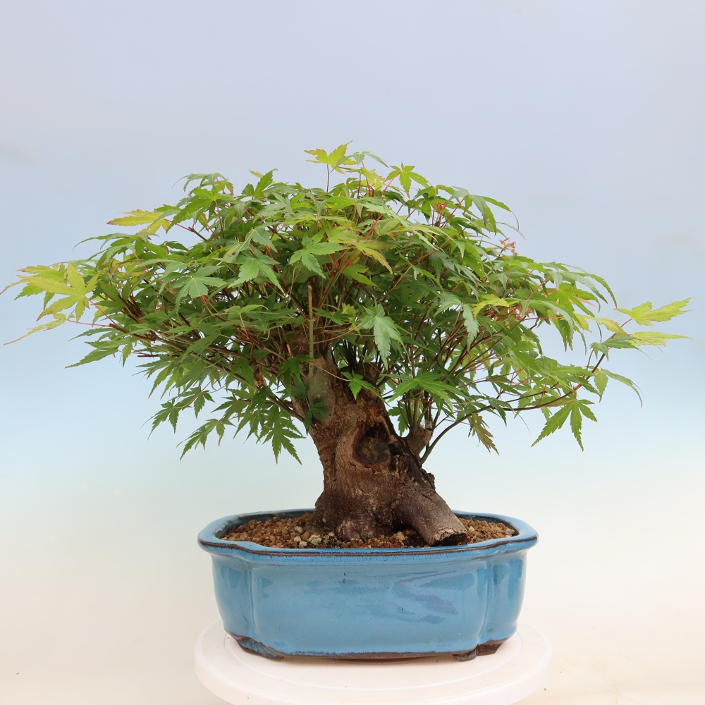 Vonkajšie bonsaje - Javor Burger - Acer Burgerianum