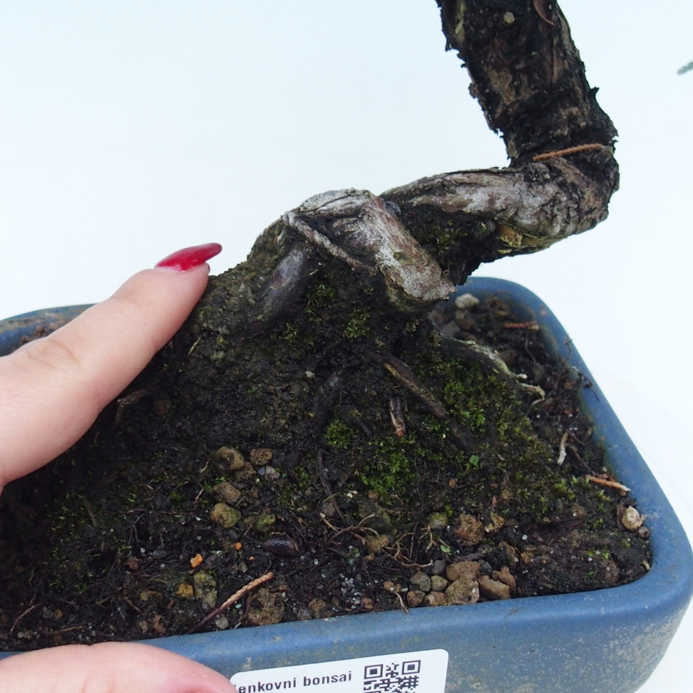 Vonkajšie bonsai - Juniperus chinensis Kishu -Jalovec čínsky