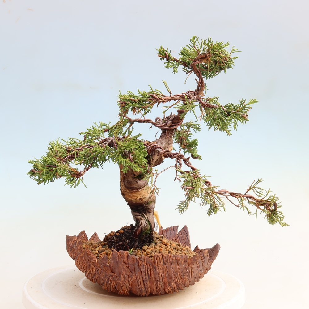 Vonkajší bonsai – Juniperus chinensis Itoigawa – čínsky jalovec