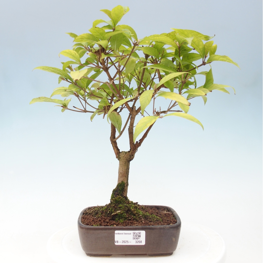 Vonkajšia bonsai - krásnoplodka - Callicarpa jap. Leucocarpa