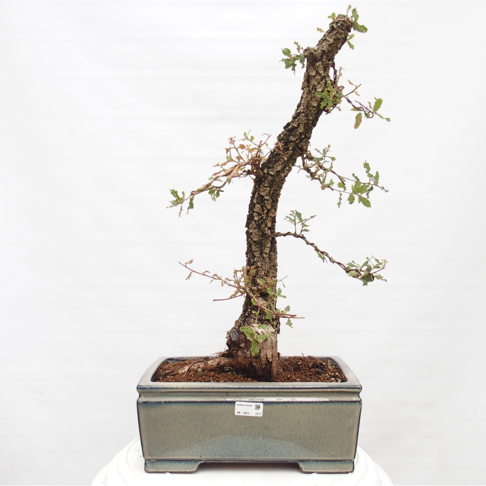 Yamadori - Quercus Ilex -Dub cezmínovitý