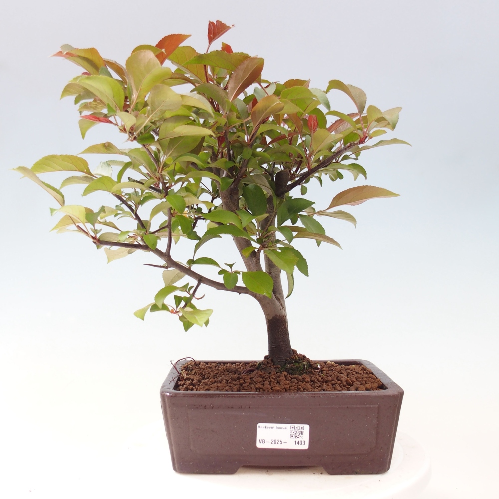 Vonkajší bonsai -Malus domestica - Maloplodá jabloň červenolistá