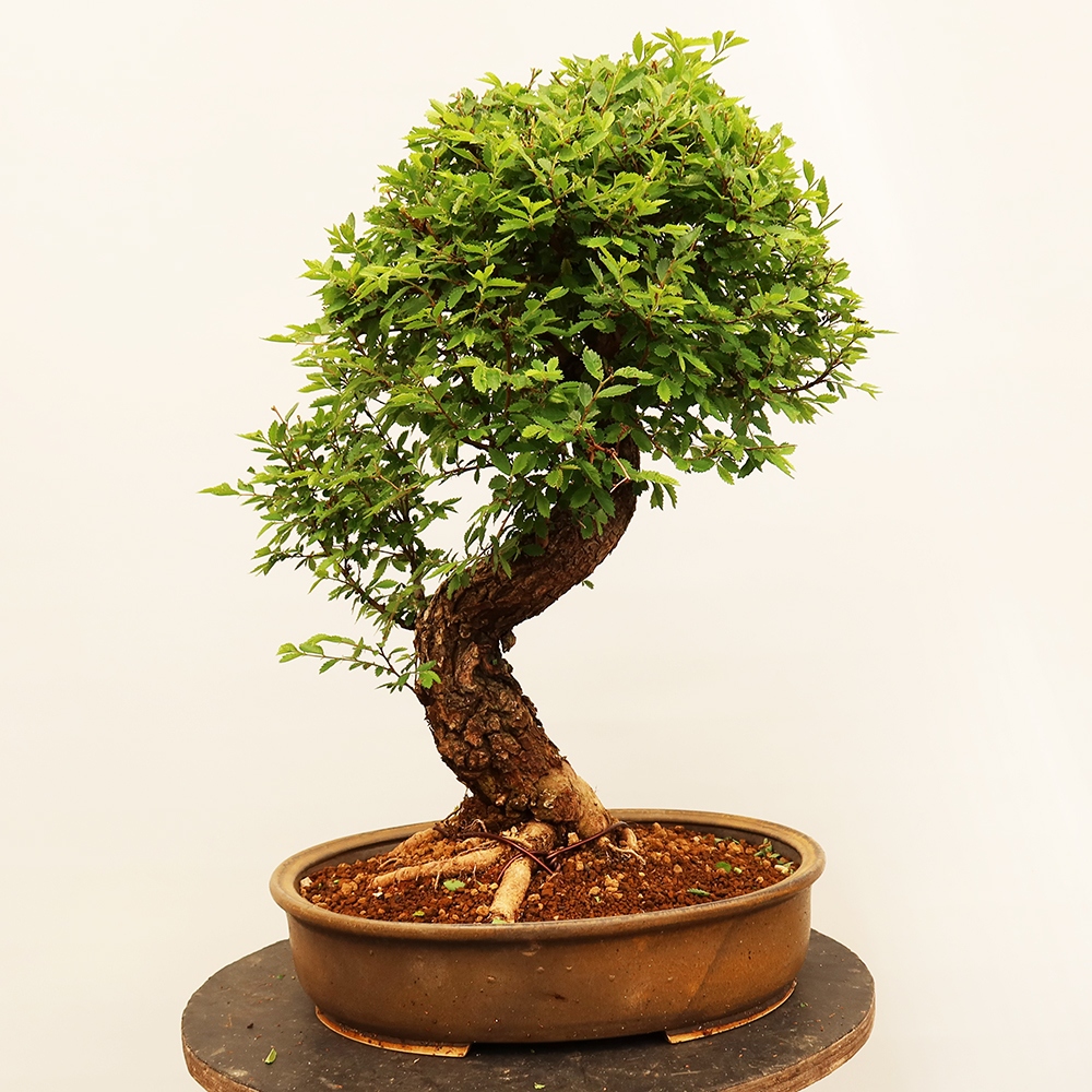 Vonkajšie bonsai - Zelkova - Zelkova NIRE