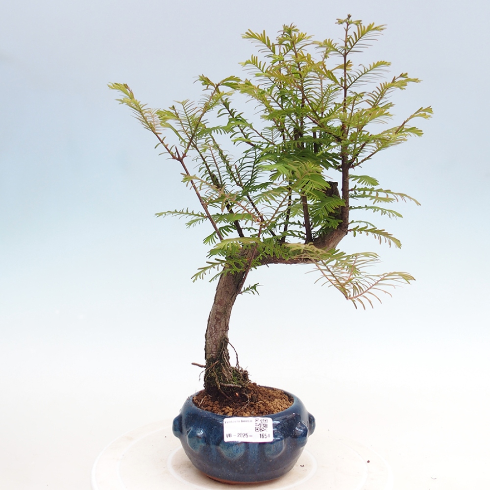 Vonkajšie bonsai - Metasequoia glyptostroboides - Metasekvoja Čínska