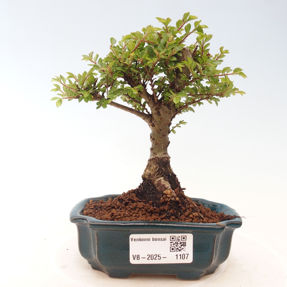 Vonkajší bonsai - Ulmus parvifolia Sagei - Malolistý brest