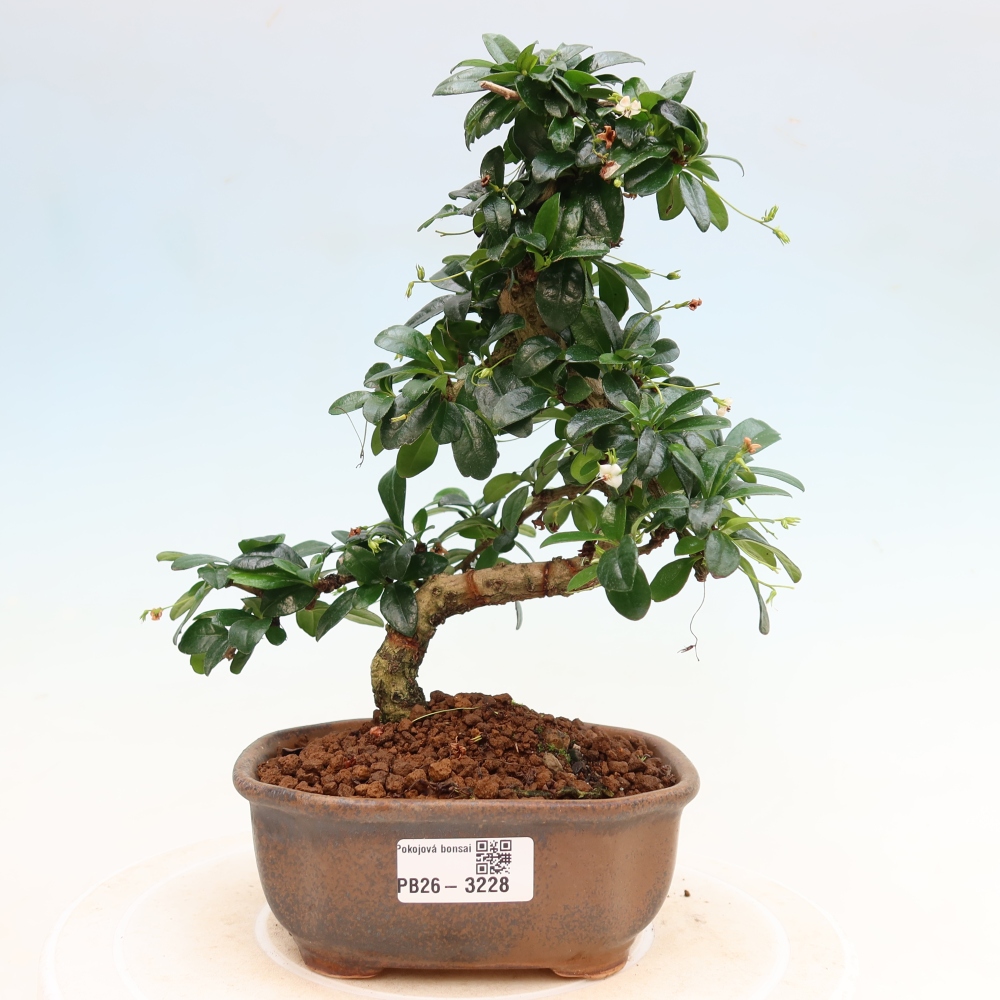 Izbové bonsaje - Carmona macrophylla - Tea fuki