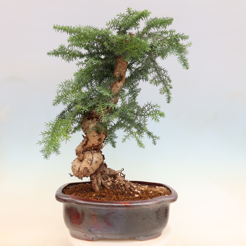 Izba bonsai – Araukária – izba smreček