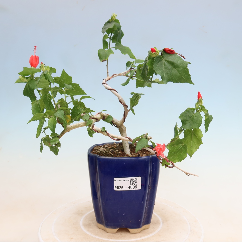 Izbový bonsaj - Malvaviscus arboreus