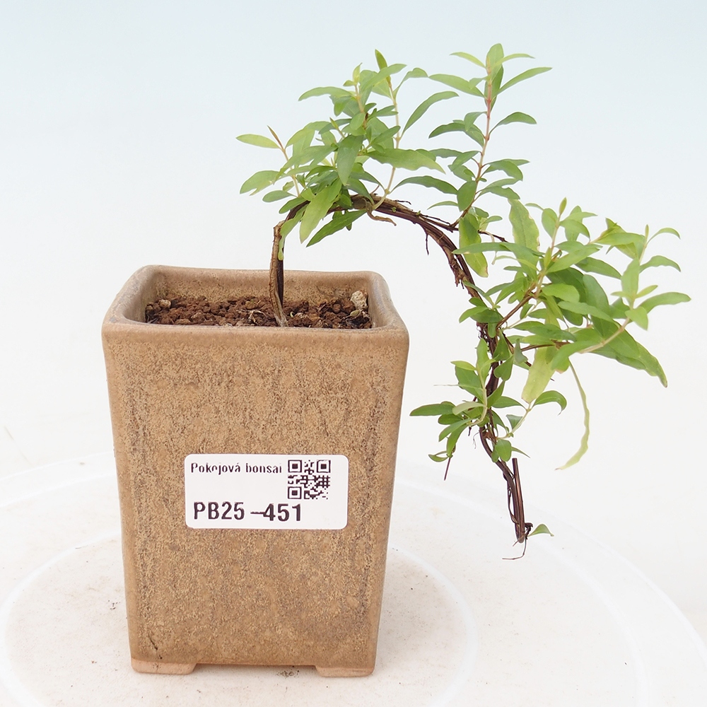 Izbová bonsai-Punic granatum -Granátové jablko