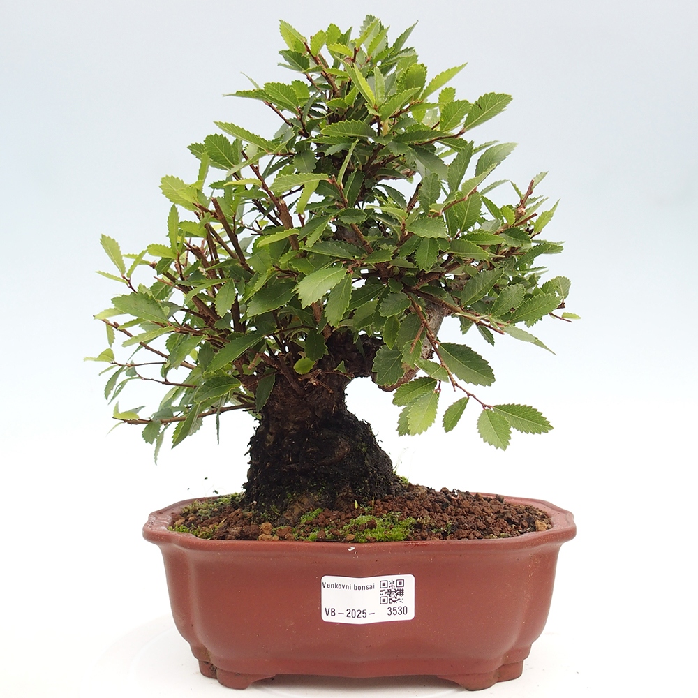 Vonkajšie bonsai - Zelkova - Zelkova serrata