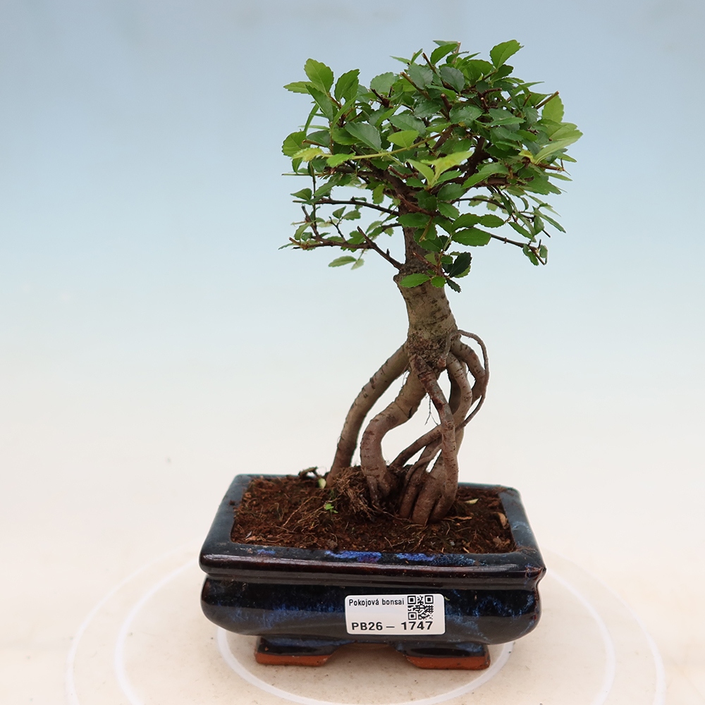 Izbový bonsaj - Ulmus parvifolia - brest malolistý