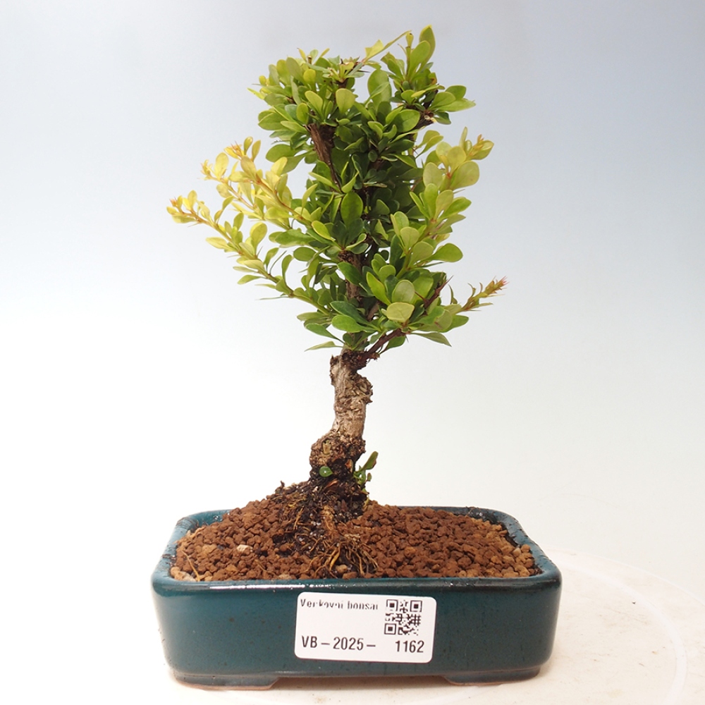 Vonkajšie bonsai - Berberis thunbergii - dráč