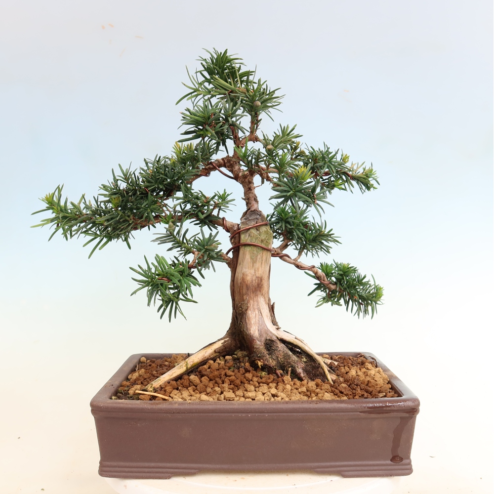 Vonkajší bonsai – Taxus cuspidata – japonský tis