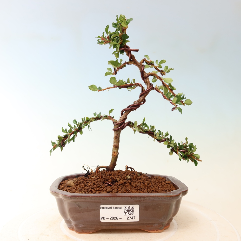 Vonkajšie bonsaje - Cotoneaster horizontalis - Skalnaté hory