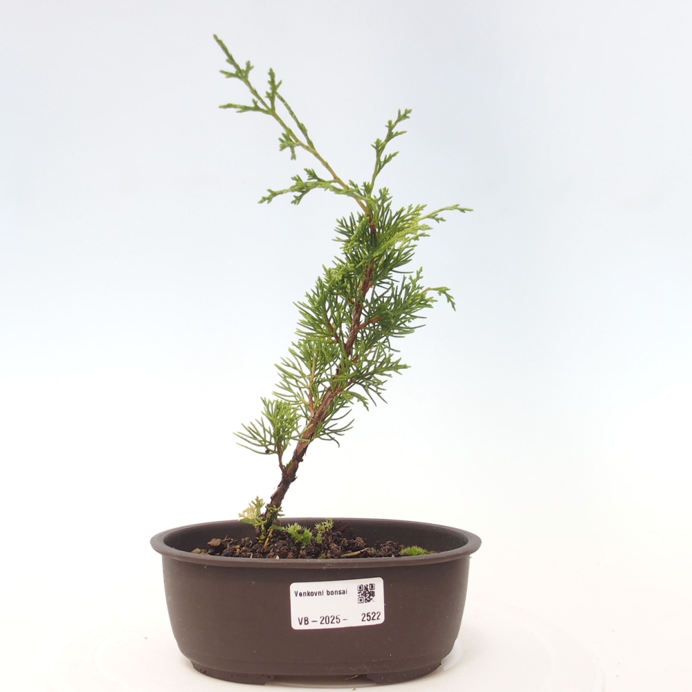 Vonkajší bonsai - Juniperus chinensis Itoigawa -Jalovec čínsky