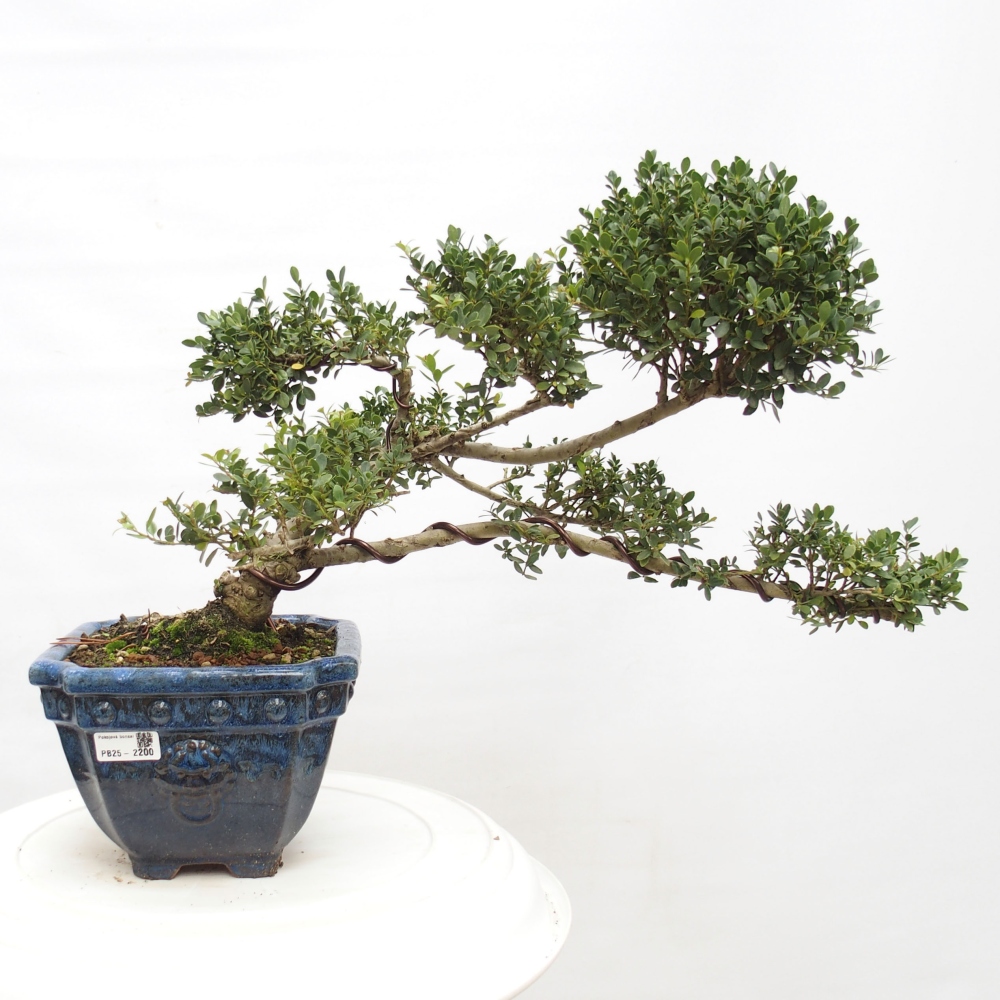 Izbová bonsai - Ilex crenata - Cezmína