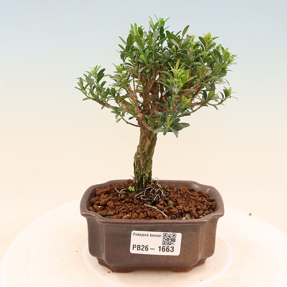 Izbové bonsaje - Buxus harlandii - korkový buxus