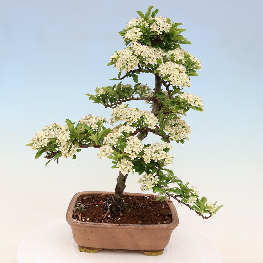Vonkajší bonsai – Pyracantha teton – Hlohovec šarlátový
