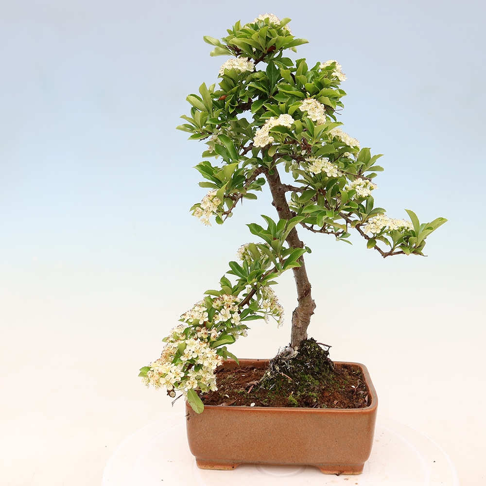 Vonkajší bonsai – Pyracantha teton – Hlohovec šarlátový