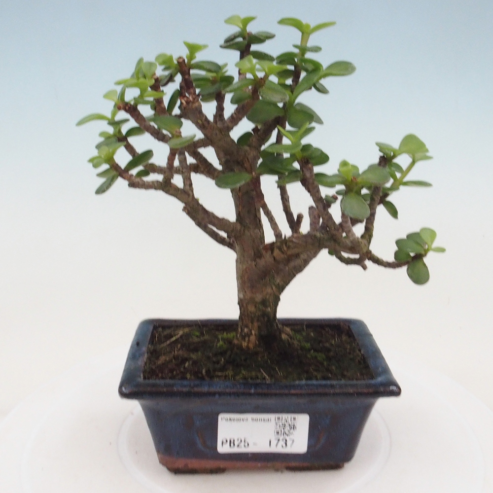 Izbová bonsai - Portulakaria Afra - Tlustice