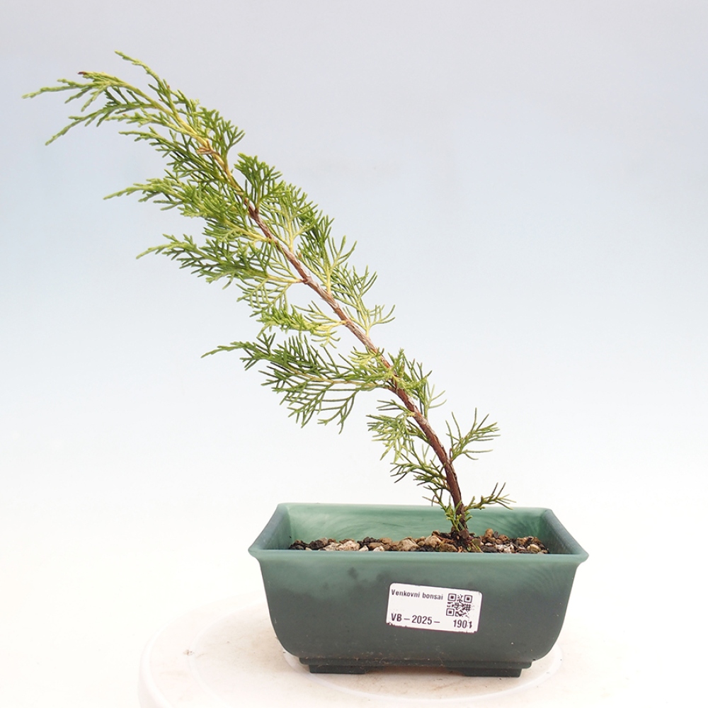 Vonkajší bonsai - Juniperus chinensis Itoigawa -Jalovec čínsky