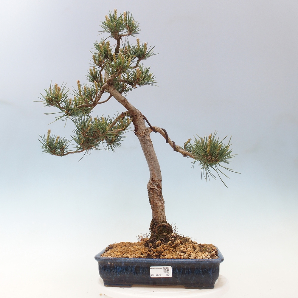 Vonkajšie bonsai - Pinus Sylvestris - Borovica lesná