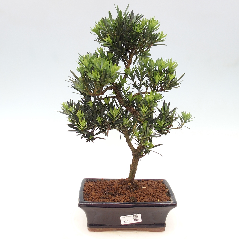 Izbová bonsai - Podocarpus - Kamenný tis