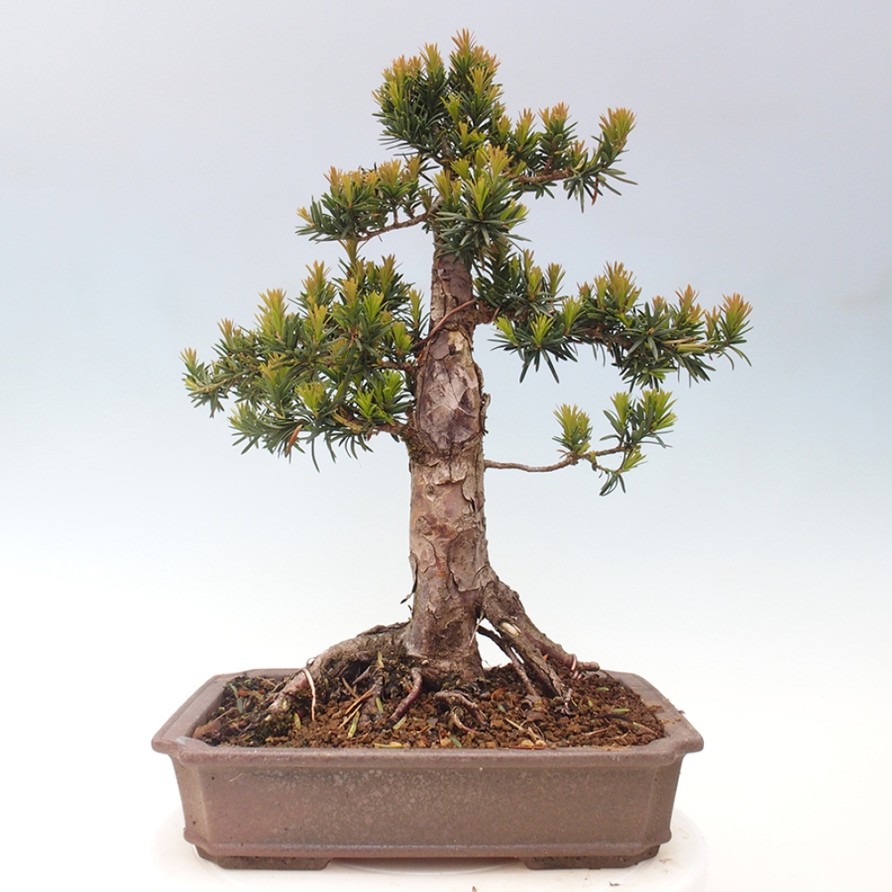 Vonkajší bonsai - Taxus cuspidata - Tis japonský