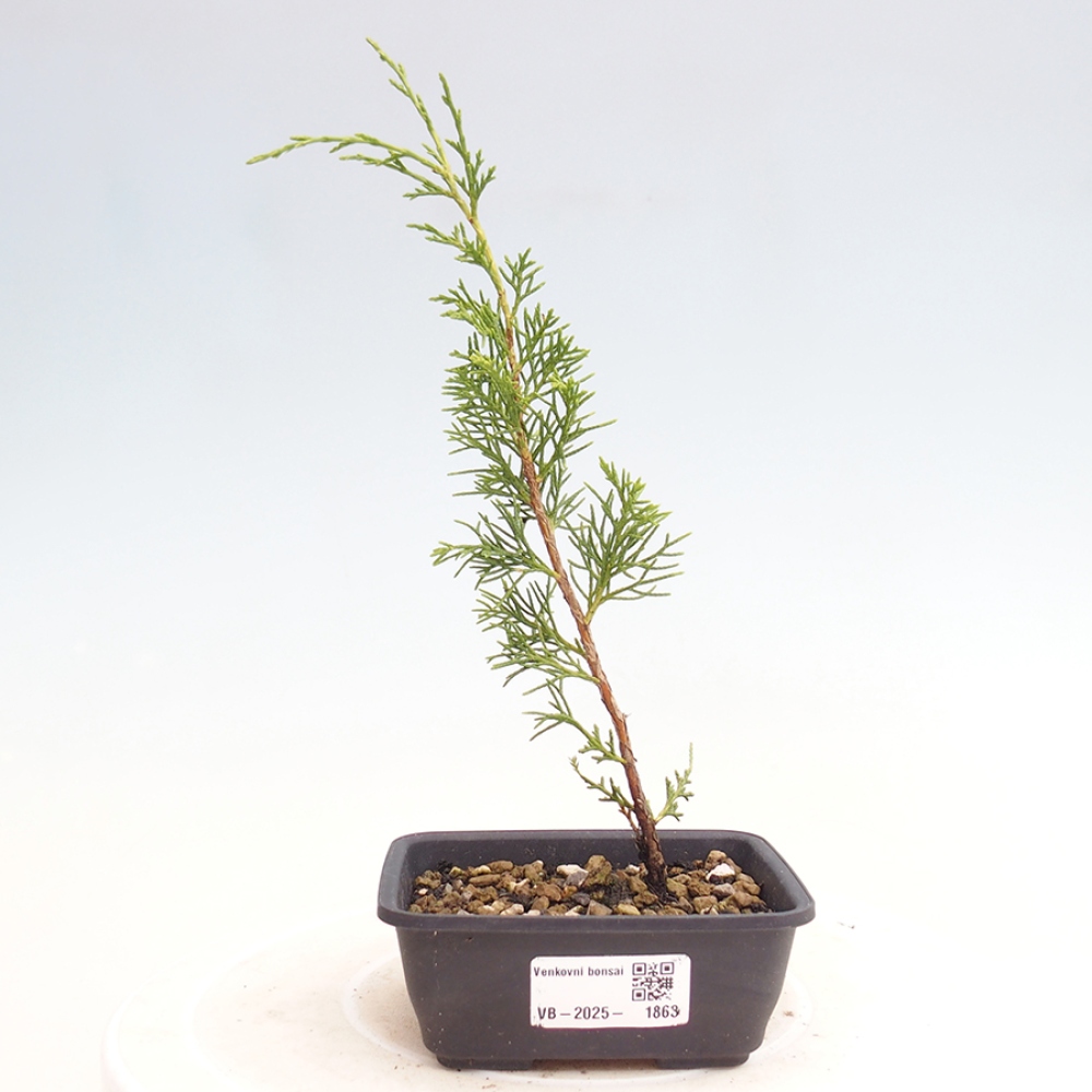 Vonkajší bonsai - Juniperus chinensis Itoigawa -Jalovec čínsky