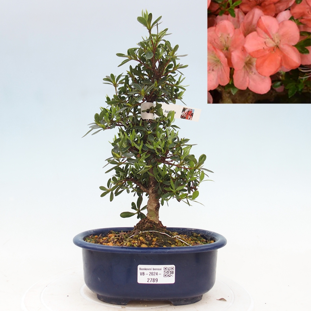 Vonkajší bonsai - Japonská azalka -  Azalea Asazakura