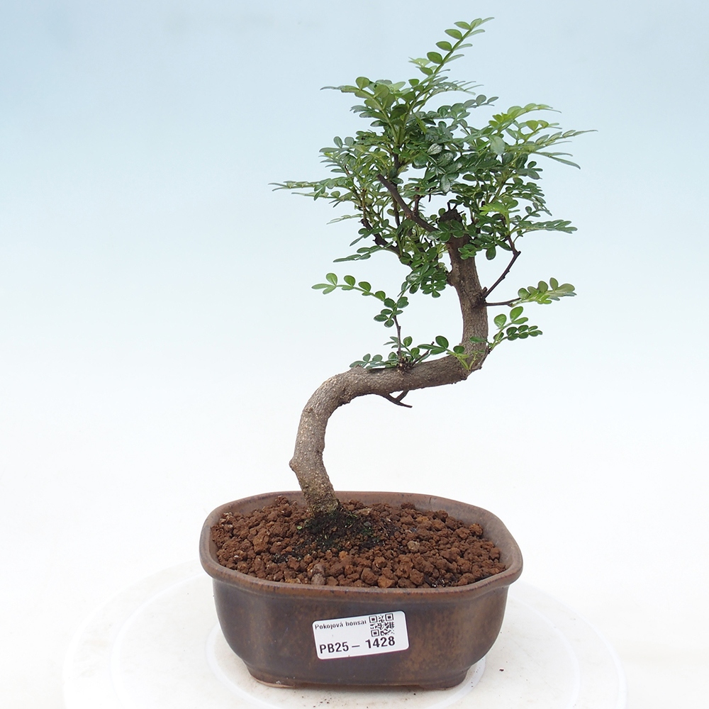 Izbová bonsai - Zantoxylum piperitum - piepor