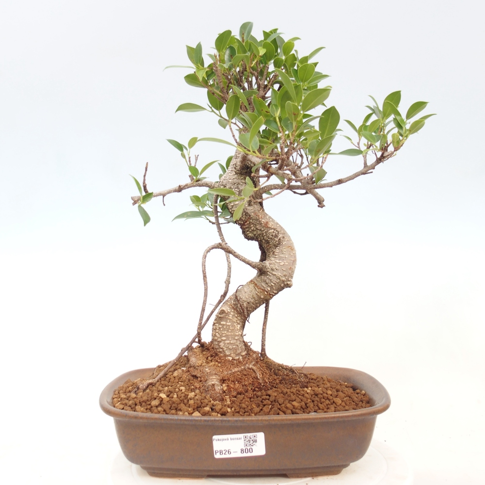 Izbová bonsai - Ficus kimmen - malolistá fikus