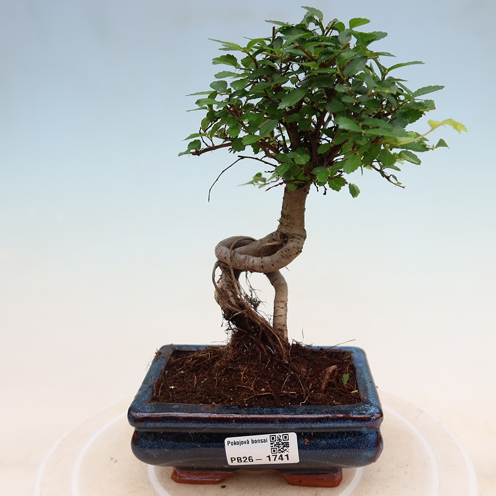 Izbový bonsaj - Ulmus parvifolia - brest malolistý
