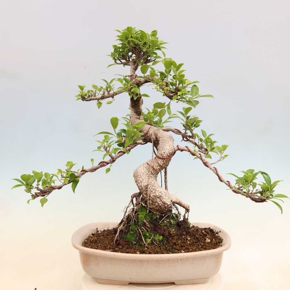 Izbové bonsaje - Ficus kimmen - drobnolistý fikus