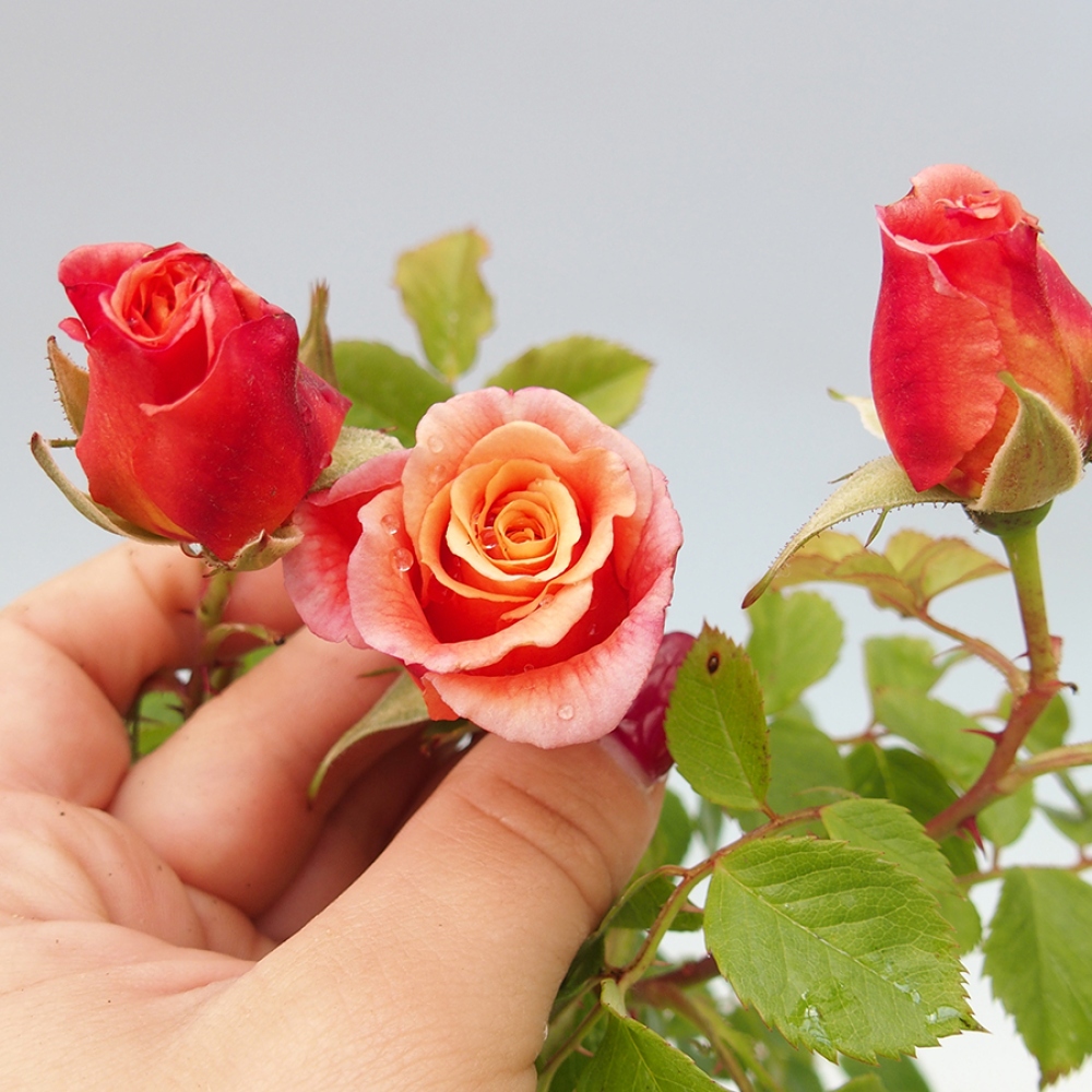 Vonkajší bonsai - Rosa Kordes - ruža