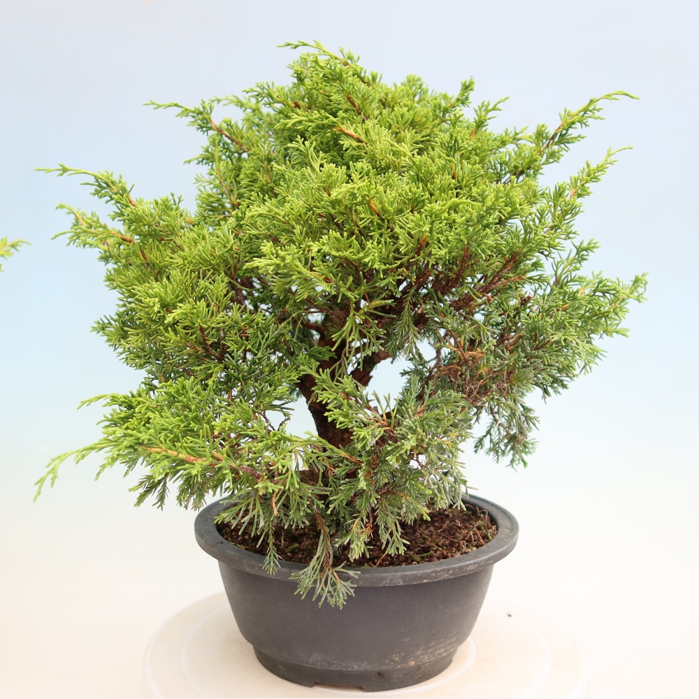 Vonkajší bonsai – Juniperus chinensis Itoigawa – čínsky jalovec