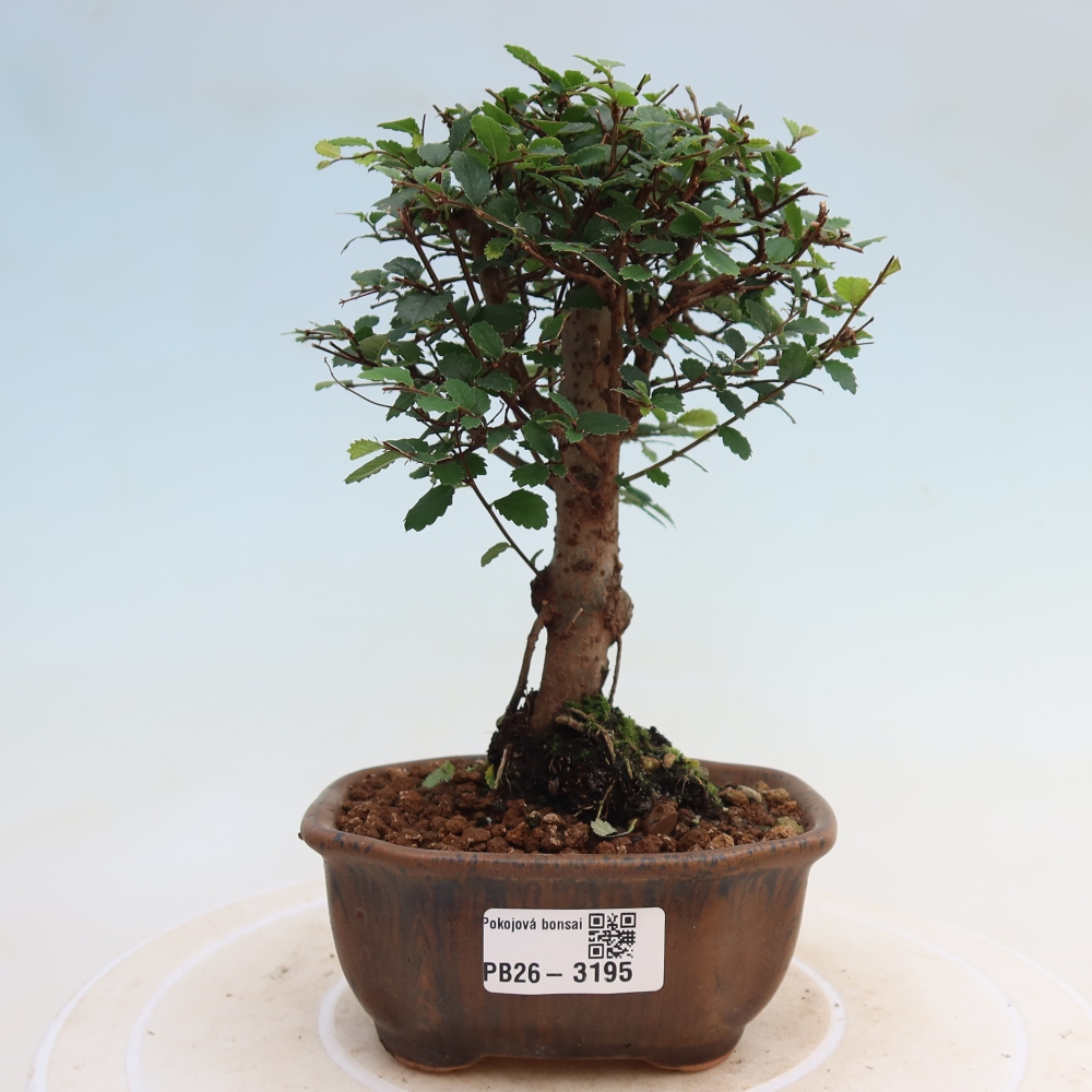 Izbový bonsaj - Ulmus parvifolia - brest malolistý
