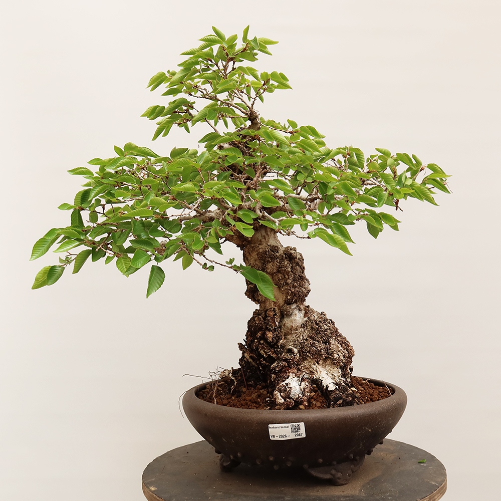 Vonkajší bonsai -Carpinus Coreana - Hrab kórejský