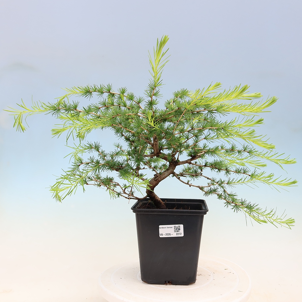 Vonkajšie bonsaje -Larix decidua - Smrekovec