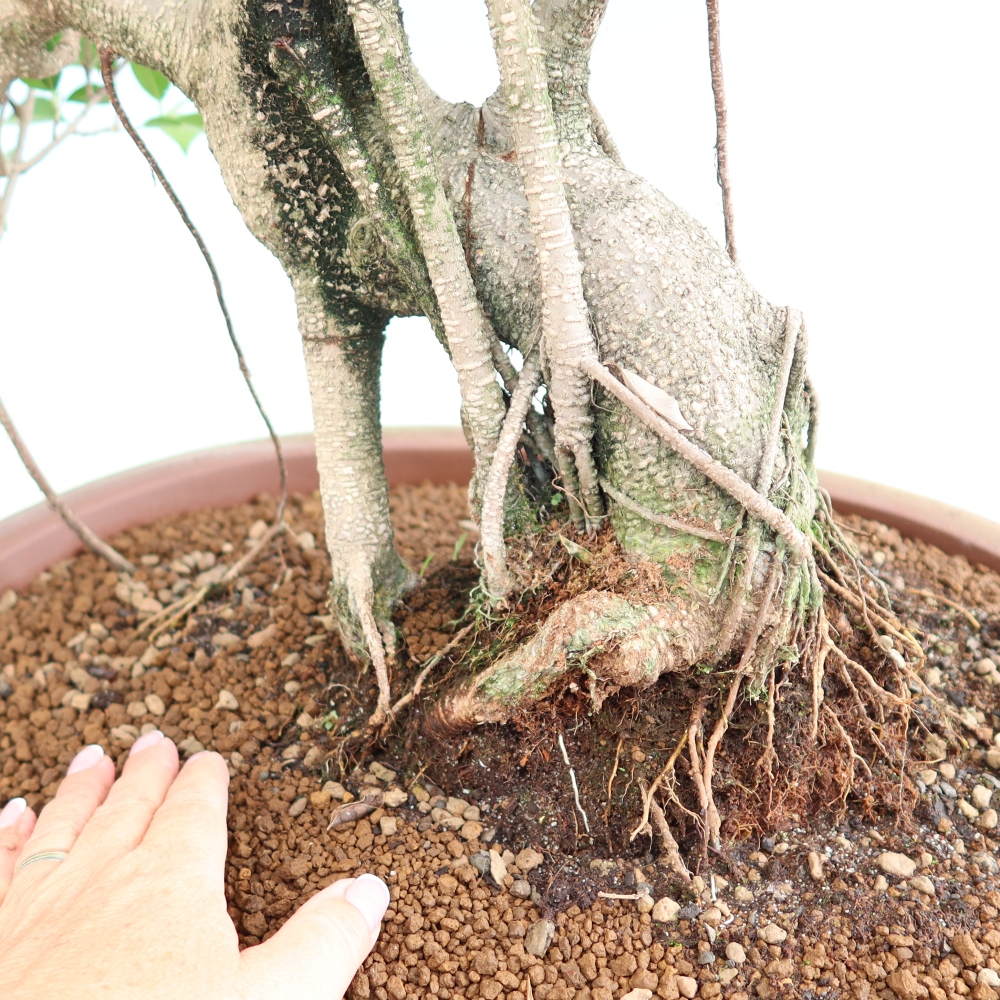 Izbové bonsaje - Ficus kimmen - drobnolistý fikus