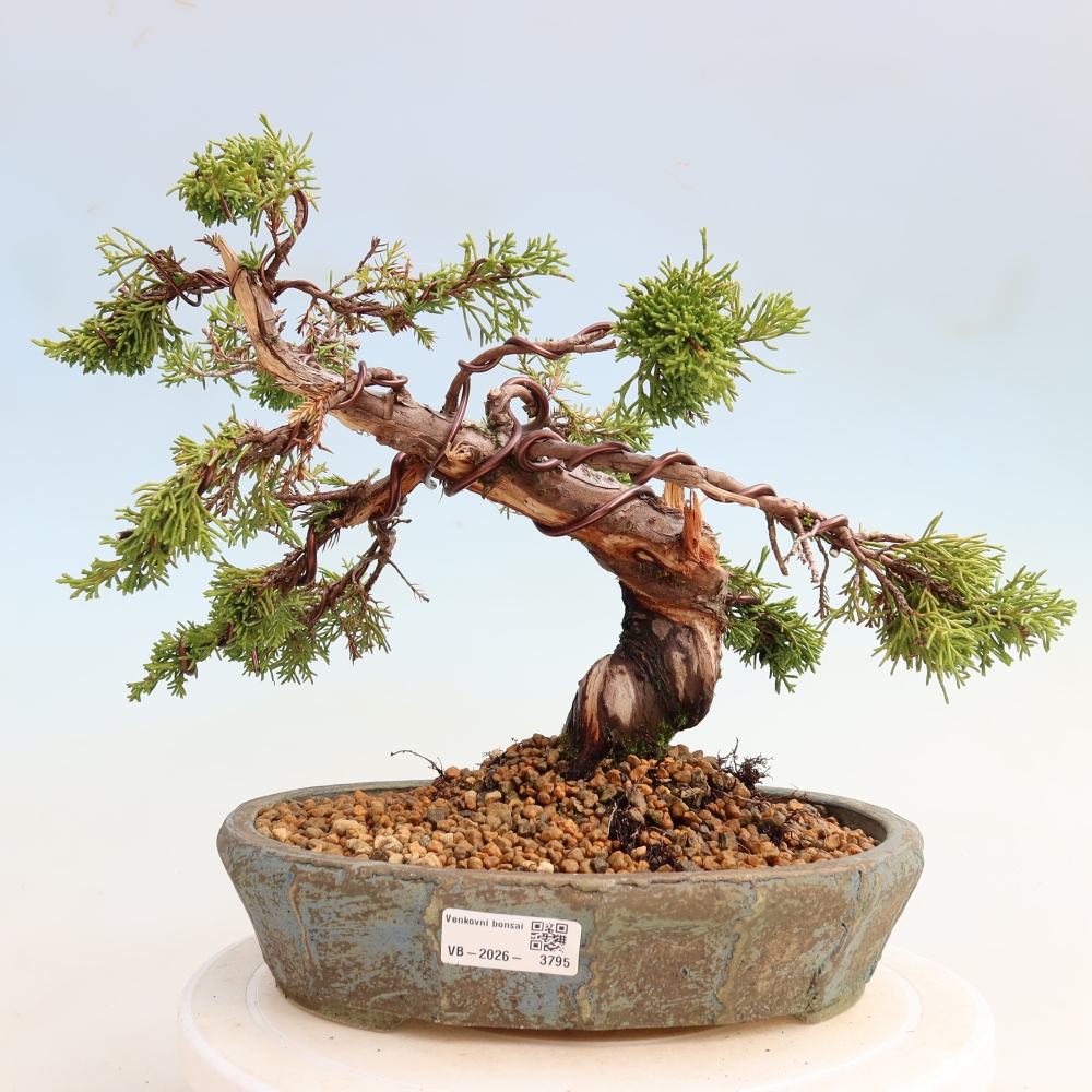 Vonkajší bonsai – Juniperus chinensis Itoigawa – čínsky jalovec