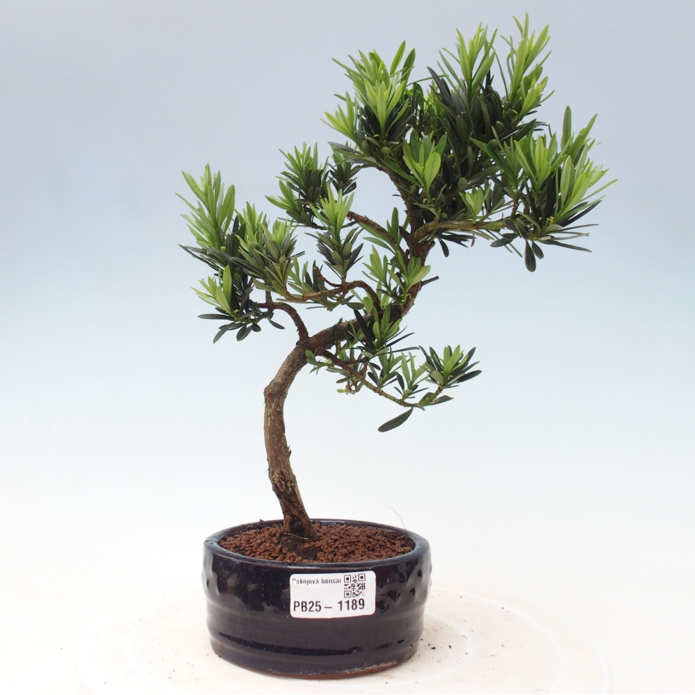 Izbová bonsai - Podocarpus - Kamenný tis