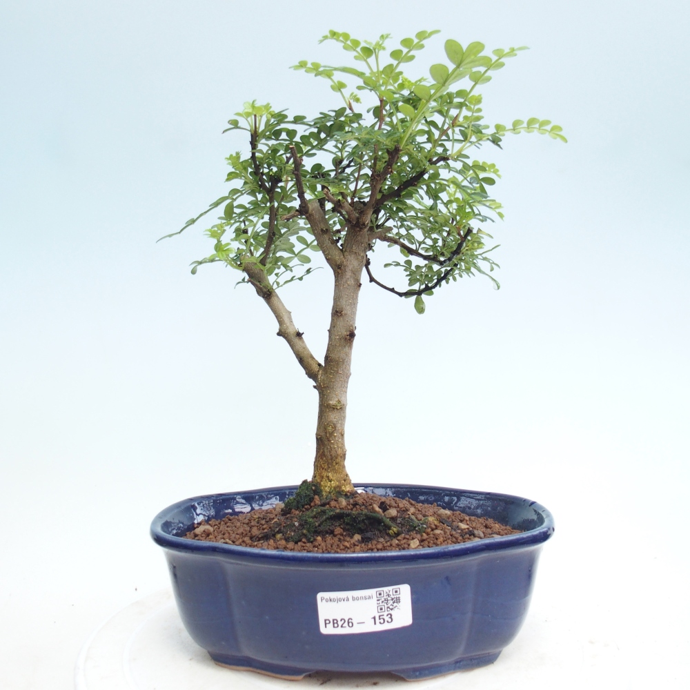 Izbová bonsai - Zantoxylum piperitum - Pepřovník