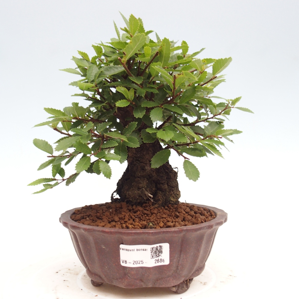 Vonkajšie bonsai - Zelkova - Zelkova Nirom