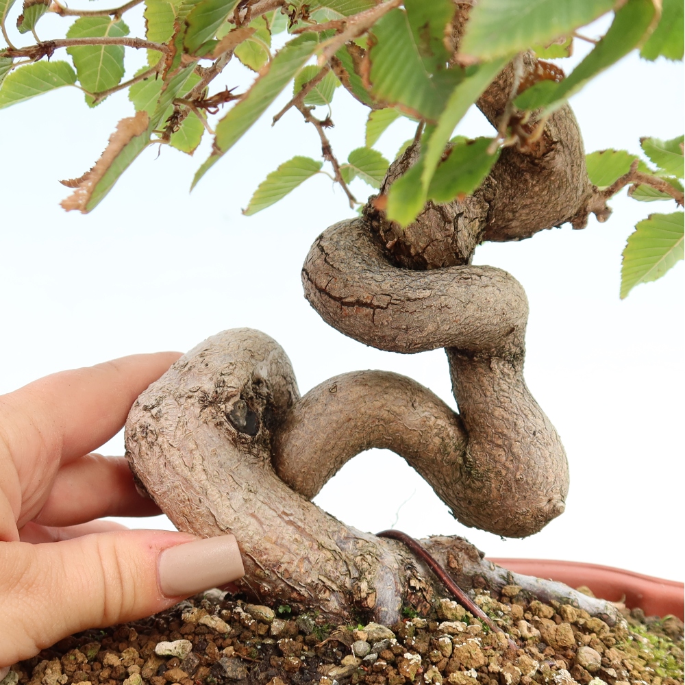 Vonkajšie bonsaje -Carpinus CARPINOIDES - Hrab kórejský