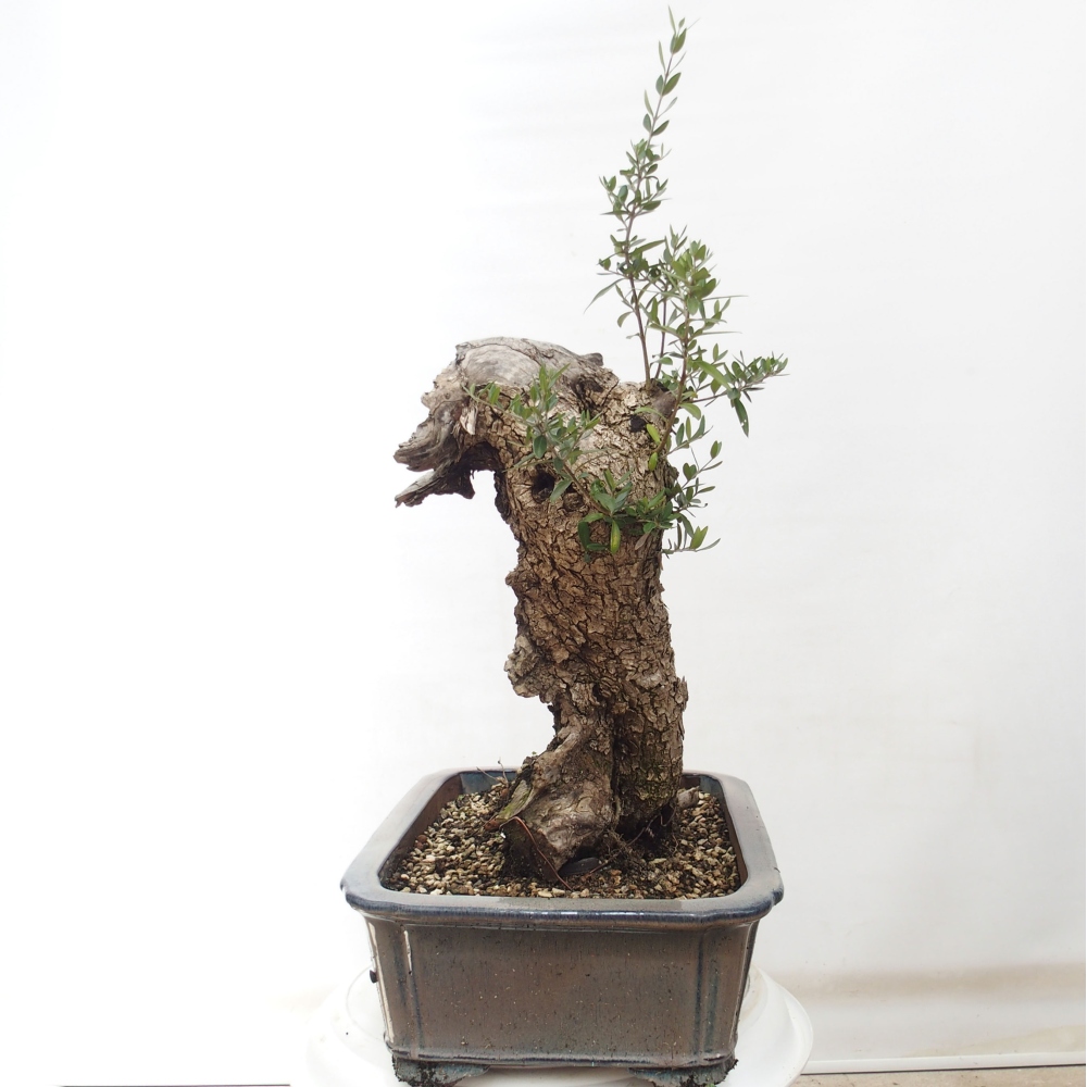 Izbová bonsai - Olea europaea sylvestris -Oliva evropská drobnolistá
