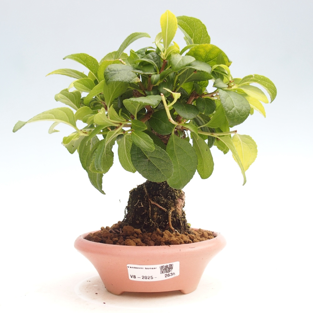 Vonkajšie bonsai - Celastrus Jesenec