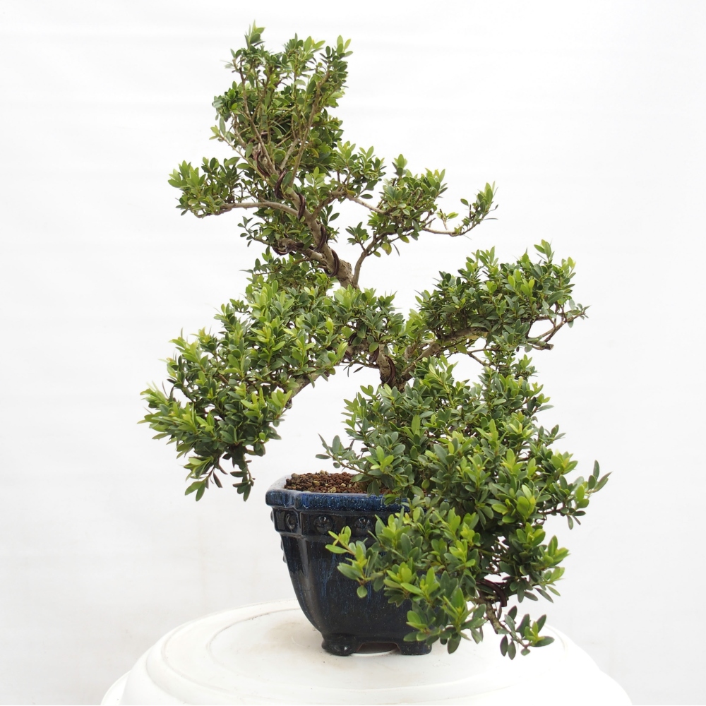 Izbová bonsai - Ilex crenata - Cezmína