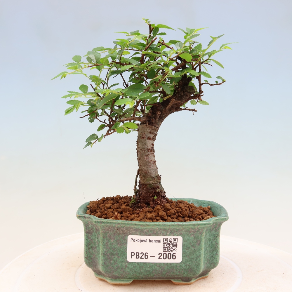 Izbový bonsaj - Ulmus parvifolia - brest malolistý