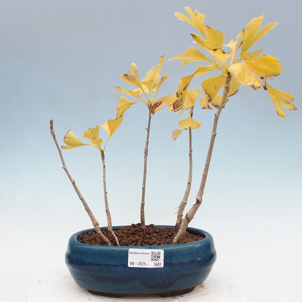 Vonkajšie bonsai - Ginko dvojlaločné - Ginkgo biloba
